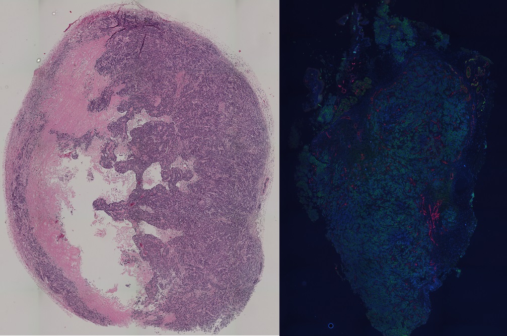 EVOS® FL Auto Imaging System Product Review.